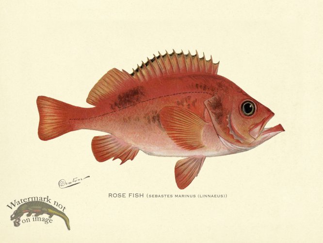 (image for) Rose Fish