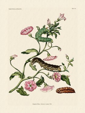 Wilkes Butterflies 094