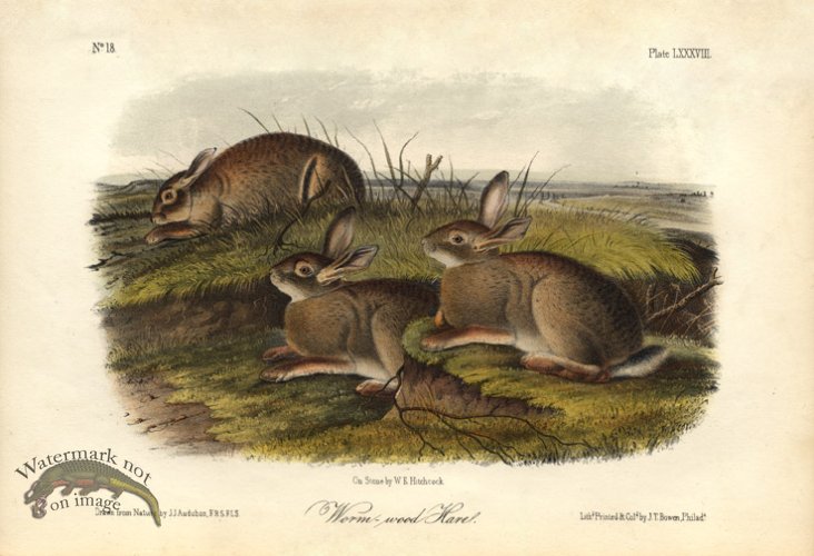 (image for) Worm-wood Hare