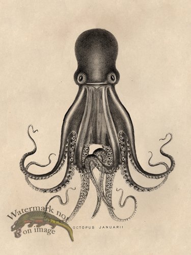 (image for) Octopus Tan 07
