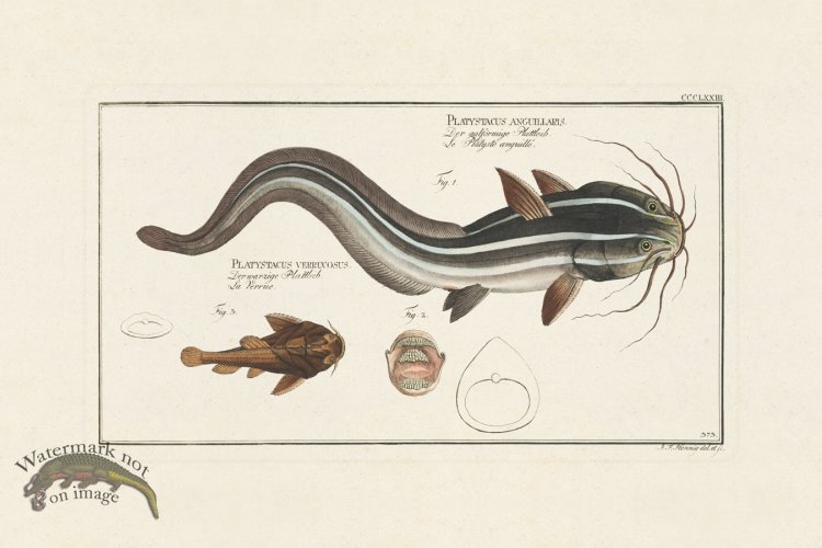 (image for) BLOCH FISH 373