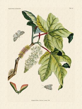 Wilkes Butterflies 064