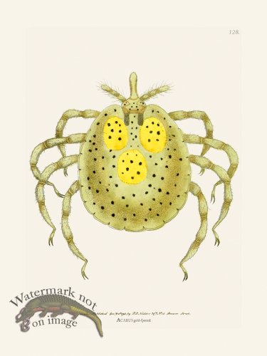 (image for) 128 Acarus Gold- Spoted