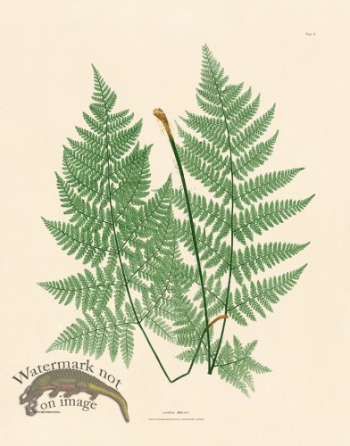 (image for) Bradbury Fern 10