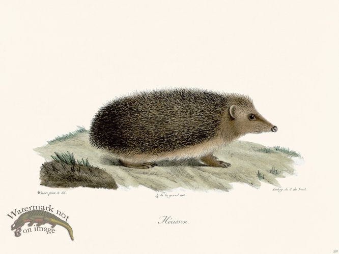 (image for) Cuvier 207 Hedgehog