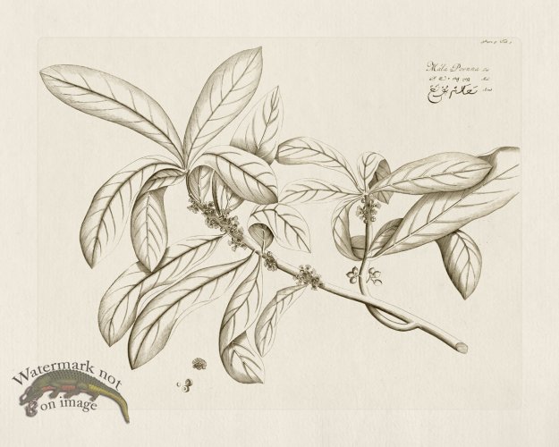 (image for) HORTUS VOl 05 09