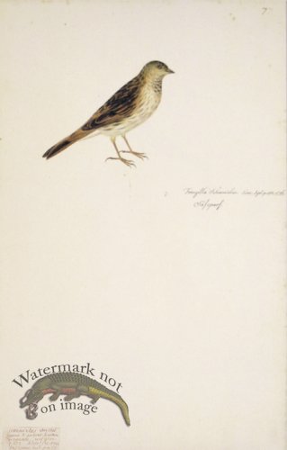 (image for) 77 Swedish Birds . Fringilla Schoeniclus, Reed Bunting