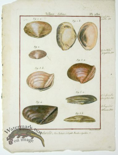 (image for) Diderot Shell 25