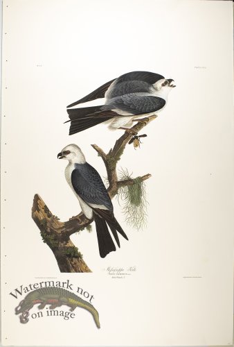 (image for) Mississippi Kite