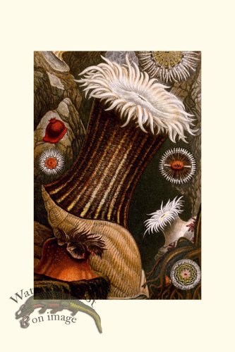 (image for) Underwater 19