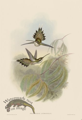 (image for) Gould Hummingbird 024