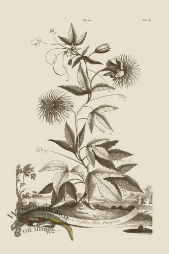 (image for) Abraham Munting 160