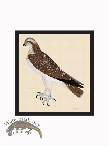 (image for) Rudbeck CFA_BF 26 OSPREY