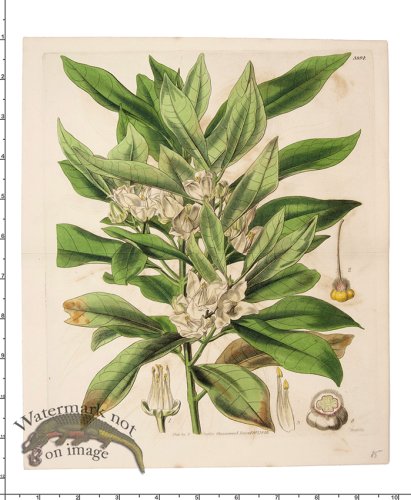 (image for) Curtis Botanical 045