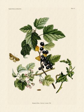 Wilkes Butterflies 067