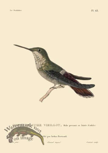 (image for) Humming Bird 63