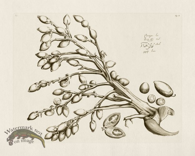 (image for) HORTUS VOL 01 08