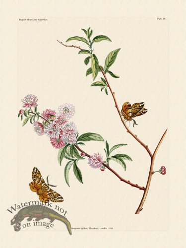 (image for) Wilkes Butterflies 068