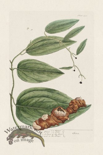 (image for) BEE 433 China Root