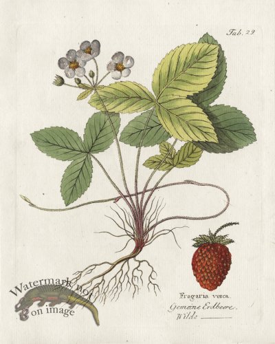 (image for) Wild Strawberry