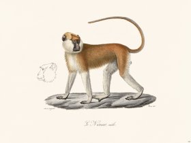 Cuvier 340 The Male Nisnas