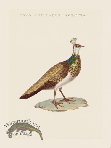 (image for) Nozeman Bird 134