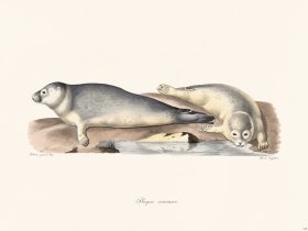 Cuvier 418 Harbor Seal