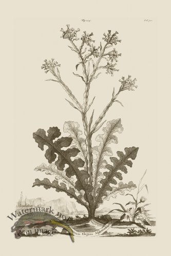 (image for) Abraham Munting 205