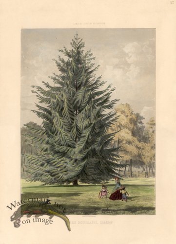(image for) Douglas Fir