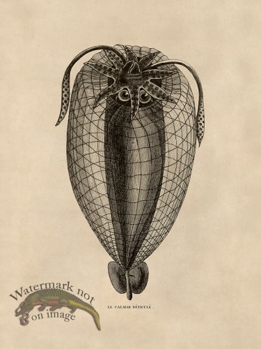 (image for) Octopus Tan 37