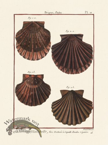 (image for) Diderot Shell 10