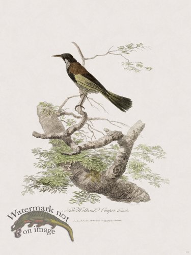 (image for) 65 New Holland Caffowary