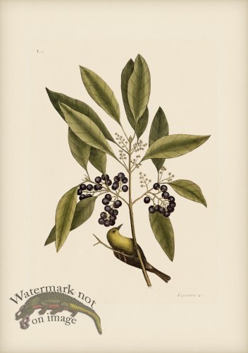 (image for) 061 Pine Creeper