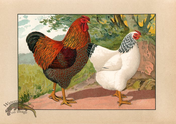 (image for) Chicken 45