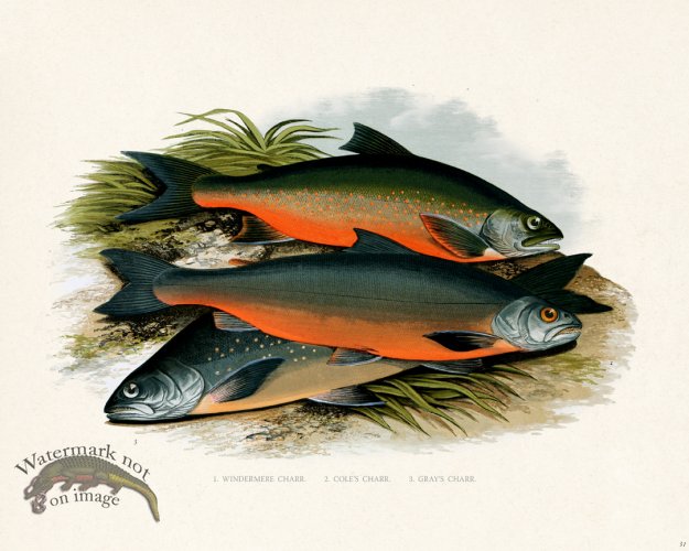 (image for) British FW 31