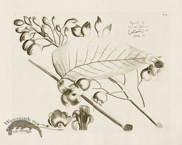 (image for) HORTUS VOL 01 44