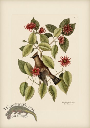 (image for) 046 Chatterer