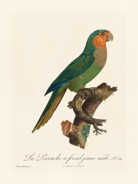 Barraband Parrot 034