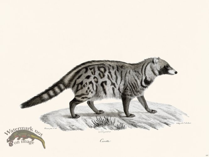 (image for) Cuvier 187 Chive