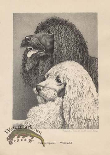 (image for) 1890s Dogs 43