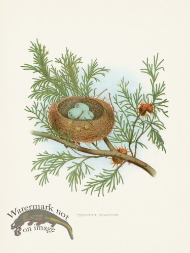 (image for) Thomas Gentry Bird 46