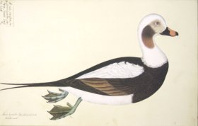 255 Swedish Birds . Anas Hyemalis, Long-tailed Duck, Male