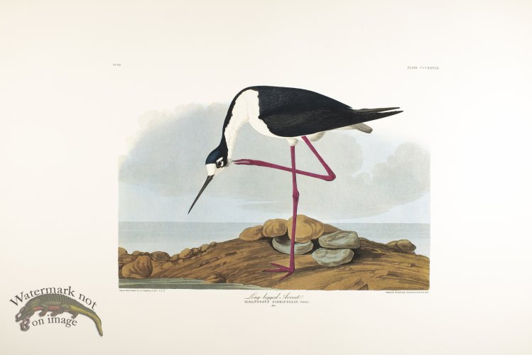 (image for) Long-Legged Avocet