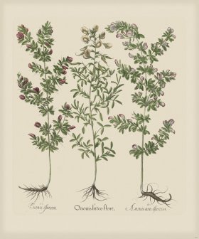 Besler 263 Colored B2