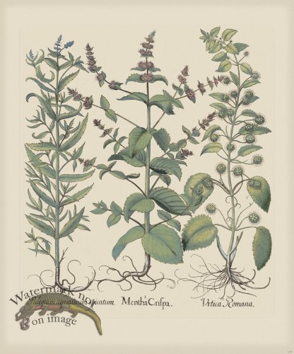 (image for) Besler 230 Colored B2