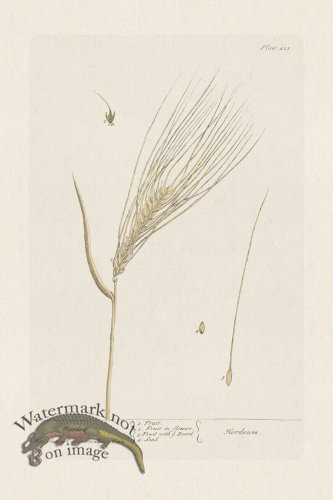 (image for) BEE 423 Barley