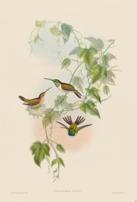 Gould Hummingbird 151