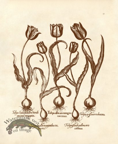 (image for) Besler 15 Tulips