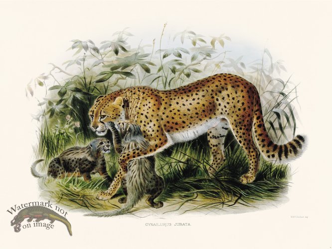 (image for) Elliot Cat 43 Cheeta