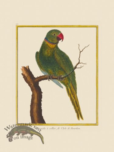 (image for) Martinet Bird 215